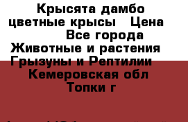 Крысята дамбо цветные крысы › Цена ­ 250 - Все города Животные и растения » Грызуны и Рептилии   . Кемеровская обл.,Топки г.